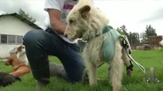 La eutanasia en mascotas, una muerte digna para nuestros fieles compa&ntilde;eros.