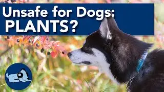 Plants that are Dangerous to Dogs! 🌿🐶