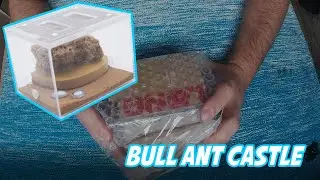 Bull Ant Castle Stone Small Nest (Review & Unboxing)