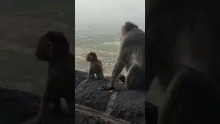Bonnet macaque Monkeys 🐵🐒🐒 #cuteness #cuteanimals 😍
