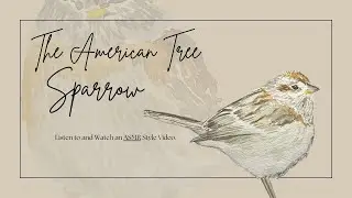 The American Tree Sparrow