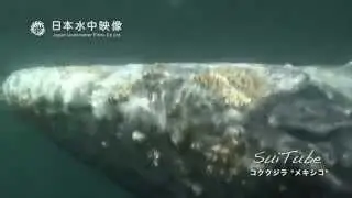 コククジラ　Underwater movie of Gray whale!　suitube7!