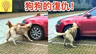 動物被人類傷害後所做出的複仇！