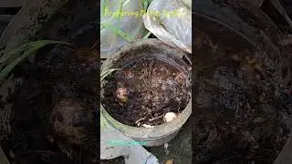 Prepering Plant's Tonic, Health Food: #nandavanam #nursery #ennore #northchennai #plantfood