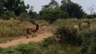 3 Black Dam Male Lions Trailing Buffalo Herd | Kruger | 13 April 2025