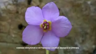 11.11.2025. Dan primirja u u Prvom svetskom ratu
