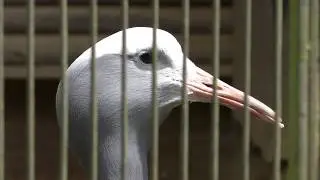 ハゴロモヅル (浜松市動物園) 2018年7月1日