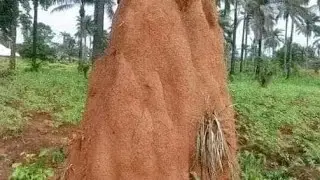 МЕЧТА О МУРАВЕЙНИКЕ