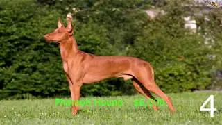 Top 5 Worlds Most Expensive Dog Breeds For 2018