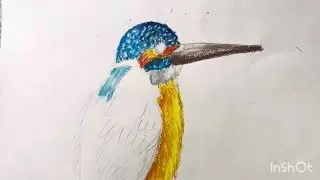 Bird drawing and colour 🕊️ #drawing #colourfuldrawing #easy #birds