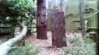 #12 Conservation Corner - Red squirrels - Pensthorpe Conservation Trust
