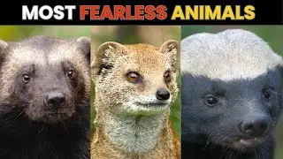 10 Most FEARLESS Animals in the World