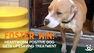 Foster-Win! Heartworm positive dog gets adopted by amazing foster
