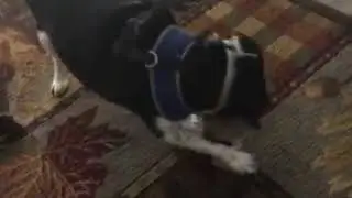 Outlaw Playing (feat. Outlaw the Jack-A-Bee)