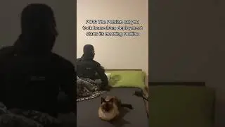 Pov: The Persian Cat You Took Home Does It's Morning Routine #trending #fyp #foryou #shorts #pov