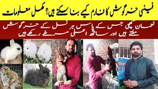 How to Start Rabits Farm | Rabbits farming in Pakistan | Rabbits farming detail information |Rabbits
