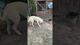 Az tries to free rabbits