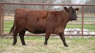 Walnut Springs Farms: 24L