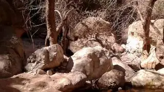 Exploring a cool cave spring on Fish Creek - Apache Trail AZ