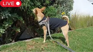 LIVE: Flower Sniffing Pup 🌸🐾 | Patron&rsquo;s Relaxing Walk + Calming Dog Music | RSA_Patron