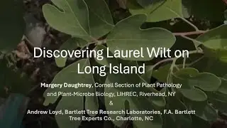 Laurel Wilt in New York