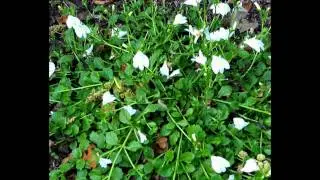 МАЗУС  (MAZUS)  сем. Норичниковые