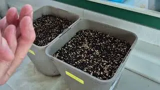 Onion Sowing 26 December 2025