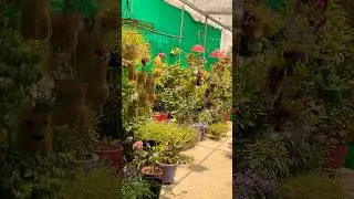 INDOOR PLANTS MUST HAVE 🌱#kabad se jugad gardening 🤗#diycrafts #ytshorts