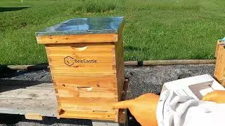Honeybee nuc install into Bee Castle 10 frame hive! Bonus entrance close up!