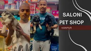 SABRION HUSKY MALE AND FEAMLE | GERMAN SHAPPERD MALE AND FEMALE PUPPIES