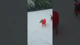 wet snow today,  WYWH, 🤗😍, Carolina dog,  Taiwan dog,  American dingo,  台灣犬