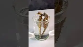 Hah?!! Gimana gimana&hellip; #kudalaut #seahorse #dissection #experiment #microscope