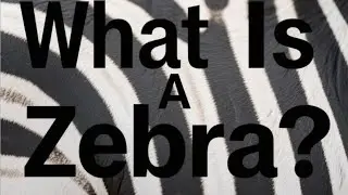 What Is a Zebra? The Science Behind Nature&rsquo;s Striped Mystery