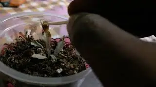 Venus flytrap feeding vft akai ryu