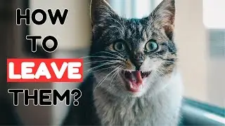 How to Leave A Cat Home Alone?  Tips and Tricks