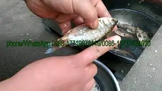 the fish cleaning machine from Sunny Wang