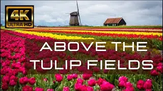 ABOVE THE TULIP FIELDS (4K) Holland Spring 2 HR Aerial Drone Film + Calming Music