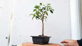 Bonsai Diary #10 Ficus benjamina Broom style pruning - Hokidachi Bonsai 2020 10
