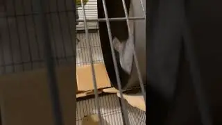 Funny Cute Chinchilla Running On Chin Spin