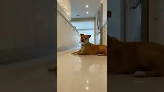 Act natural&hellip; 😐  #animal #funny #dogshorts
