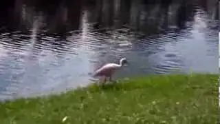 002   Roseate Spoonbill & Wood Stork