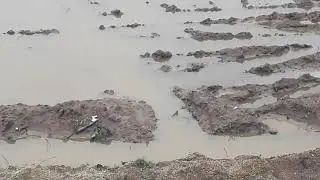 The common sandpiper (Actitis hypoleucos)/sound/flight