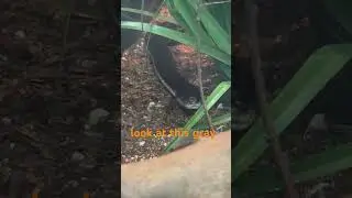 Gray snake moving