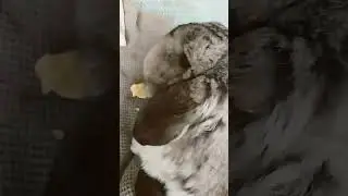 #yutubeshorts #cute #cuterabbit #rabbit #typebeat #chess #lofi #slowed #subscribe