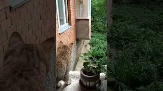 ✨ Чей корм? #cat #cats_of_world #catlover #ворона