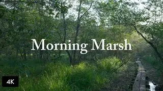 4K Japan Immersive Walk | The Marsh Awakes: A Sunrise in the Whispering Wetland