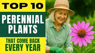 10 лучших многолетних растений, которые возвращаются каждый год