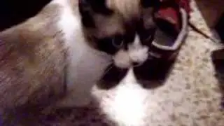 Sauron the little cat pulula