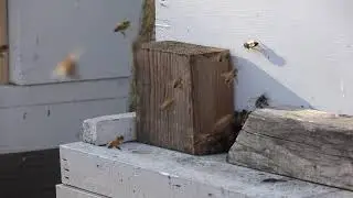 Relaxing Bee Video