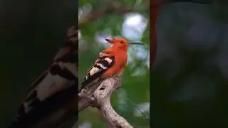 Hoopoe bird sound #asmr
